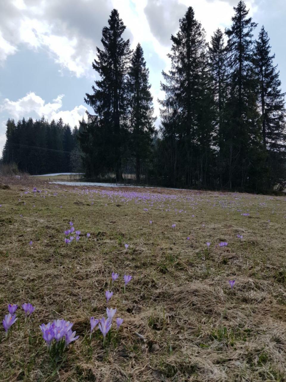 Willa Smiechowka Kościelisko Buitenkant foto